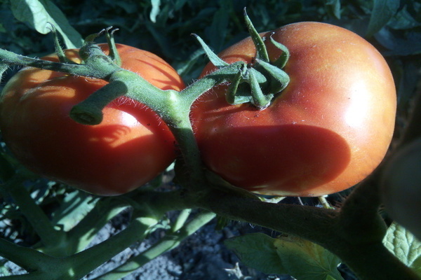 Tomaten Big Mom Beschreibung