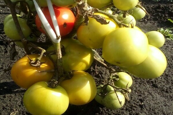 tomato big mom photo