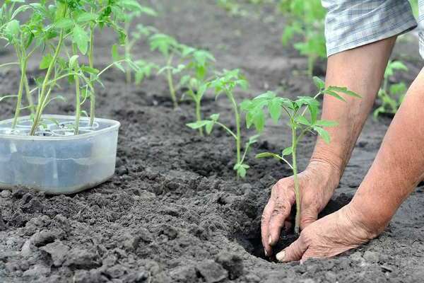 Tomaten große Mama Sortenbeschreibung