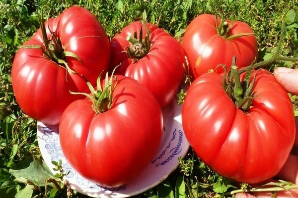 Coeur de bovin à la tomate