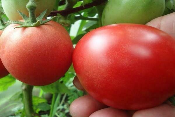 Tomate Demidov