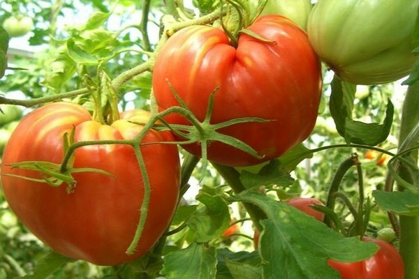 tomato cardinal