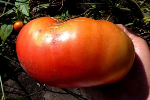 Tomatenkönig der Könige