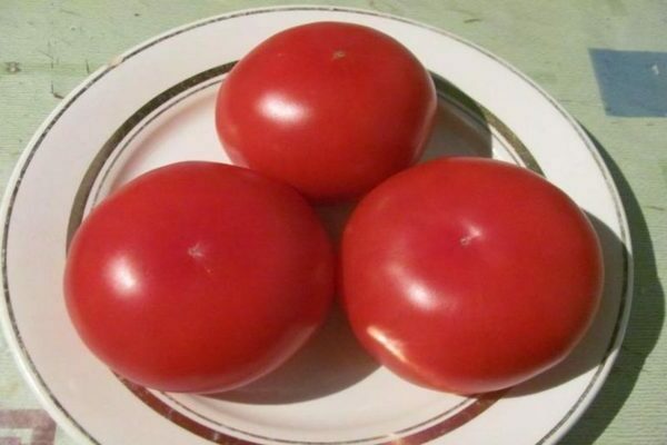 Tomatenkönig der Könige