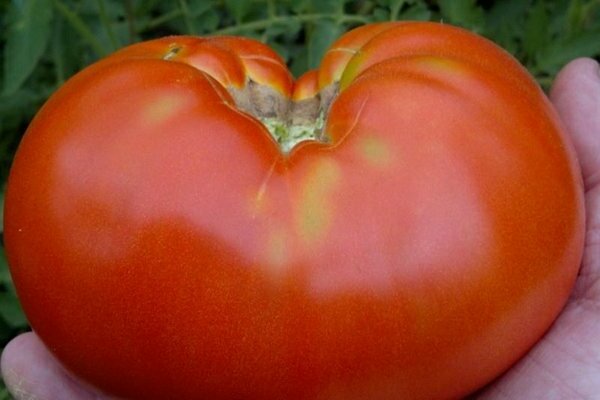 Tomato Cosmonaut Volkov photo