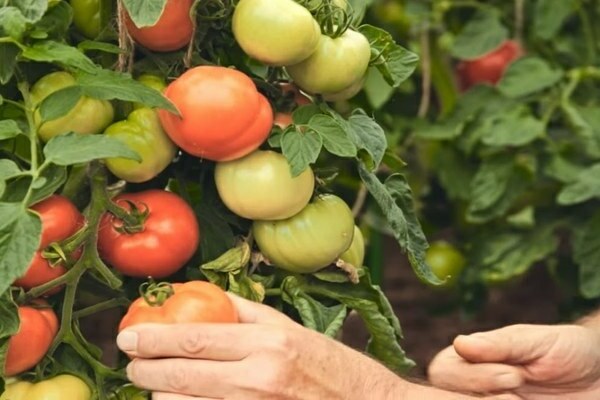 tomato Lyrica