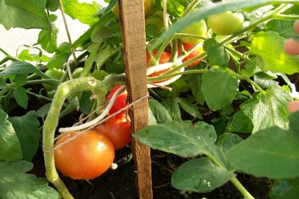 tomatoes lyubasha variety description