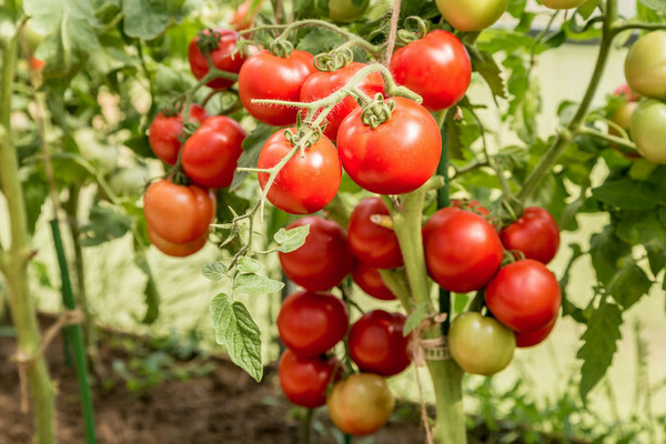 tomaten lyubasha bewertungen