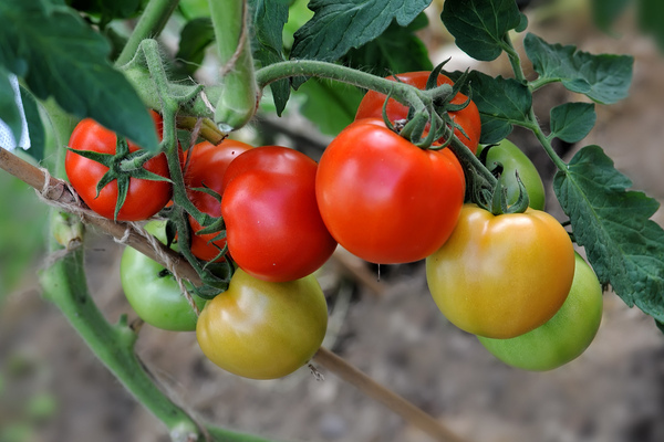 tomaten lyubasha foto