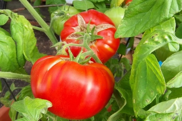 tomaten lyubasha bewertungen foto