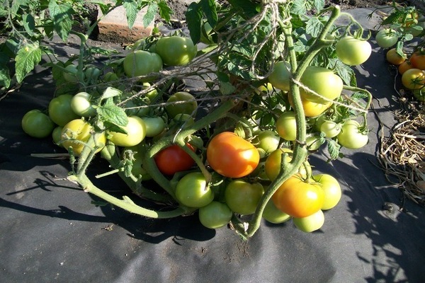 tomaten lyubasha beschreibung