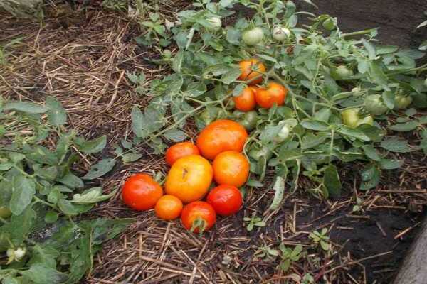 Tomatenmongolischer Zwerg Beschreibung