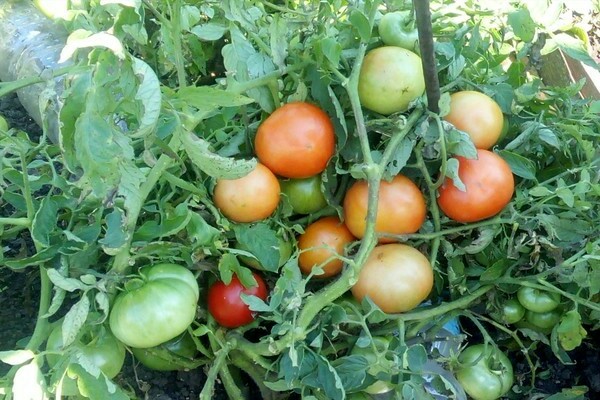 tomaten mongolischer zwerg foto