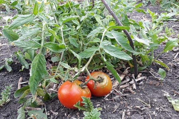 Tomatensorte Mongolischer Zwerg