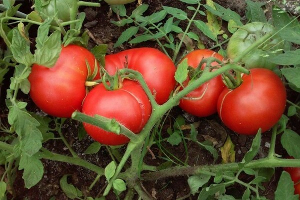 Mongolische Zwergtomaten Bewertungen Foto