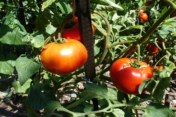 Tomaten Moskwitsch Bewertungen