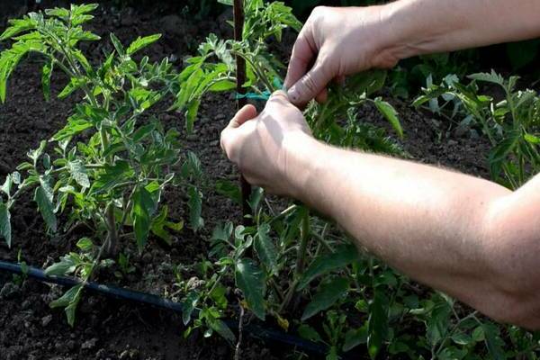 photo de bec d'aigle de variété de tomate