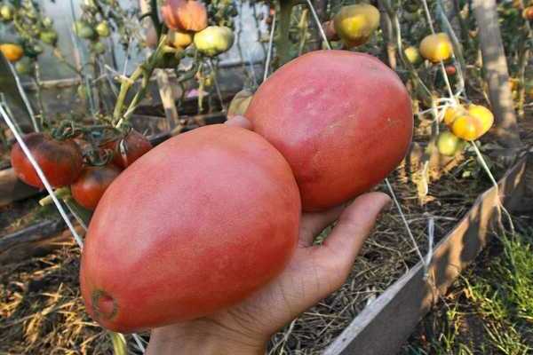 avis sur les tomates à bec d'aigle