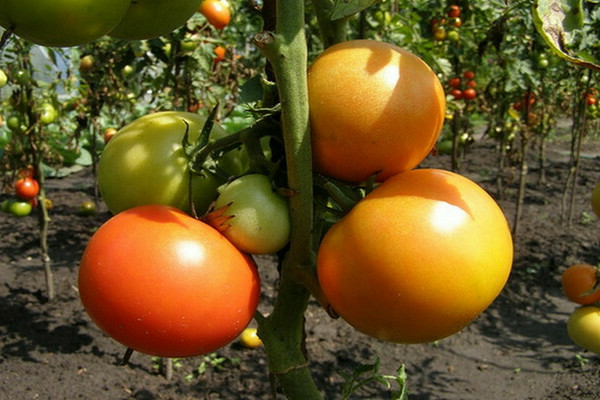 Tomaten Präsident