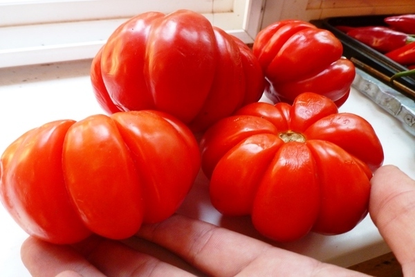 potbelly khata mga pagsusuri sa kamatis