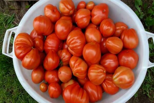 potbelly hut tomato photo