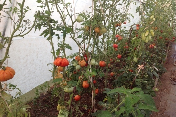 tomato potbelly hut description