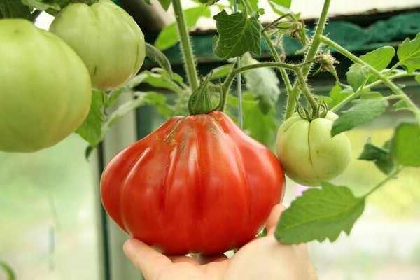 variety of tomatoes potbelly hut