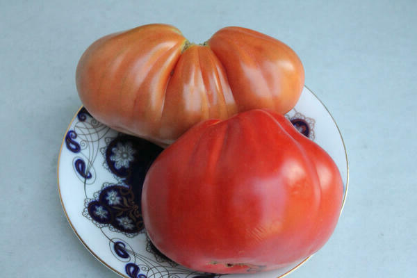 Tomaten Dickbauch Khata Sortenbeschreibung