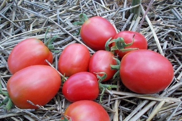 pink tomatoes