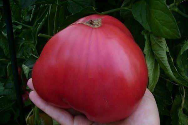 tomato variety pink honey