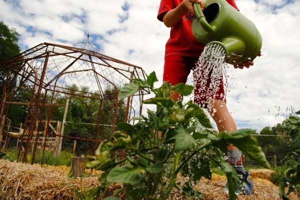 Tomatenrosa Honig Sortenbeschreibung