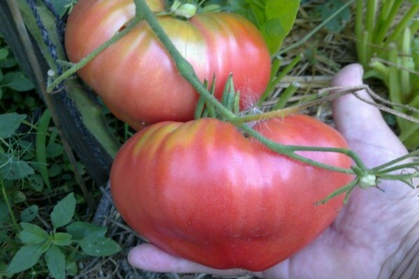 avis sur les tomates au miel rose