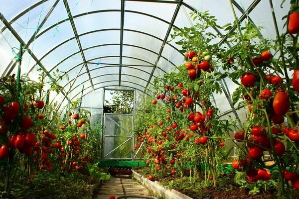 Beschreibung der rosa Honigtomate