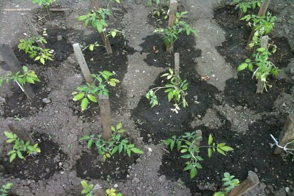 tomatoes pink elephant variety description