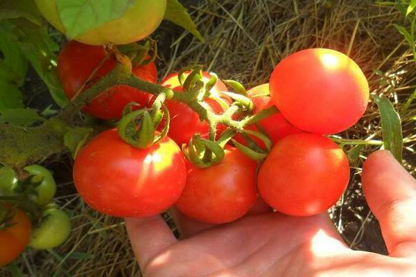 Tomaten Sanka Beschreibung