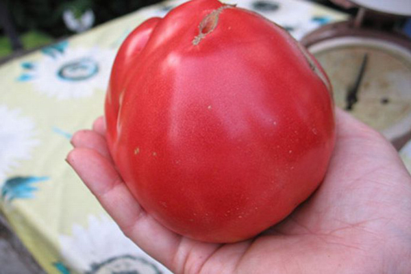 Tomate Sevruga