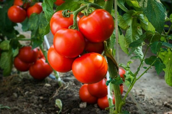 Tomato Tatiana