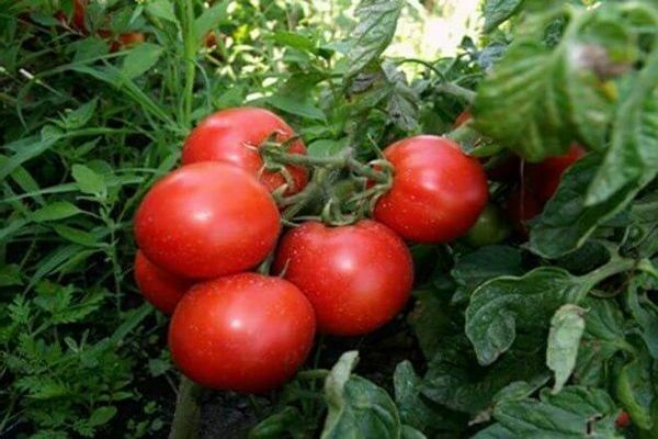 dicke tomaten bewertungen