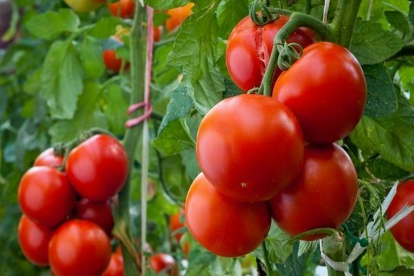 dicke Tomaten Beschreibung