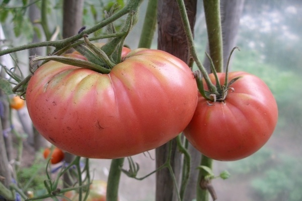 rosas na kamatis