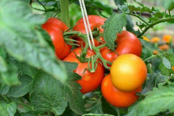 tomaten verlioka f1 bewertungen foto ausbeute