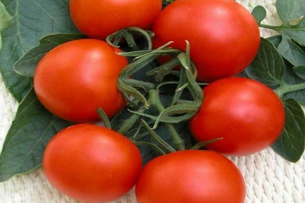 verlioka tomaten f1 bewertungen