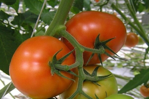 tomaten verlioka f1 bewertungen foto