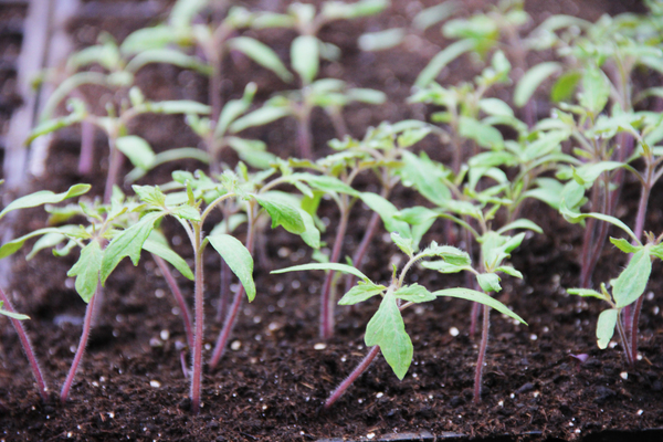 verlioka tomato f1 mga katangian at paglalarawan