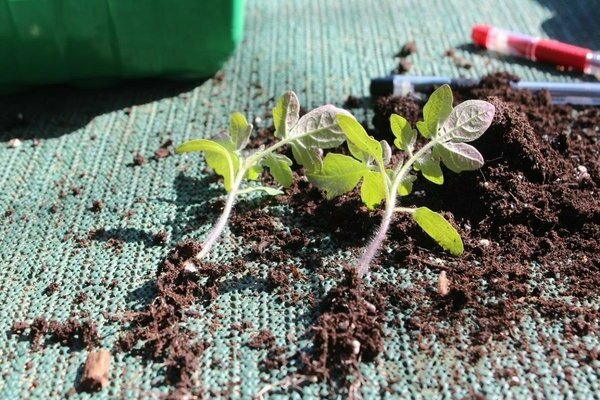 tomato verlioka f1 characteristics and description of the variety