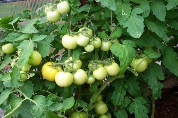 Tomaten Rätsel