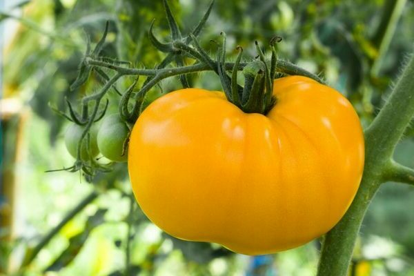 Tomato Heart of Gold photo