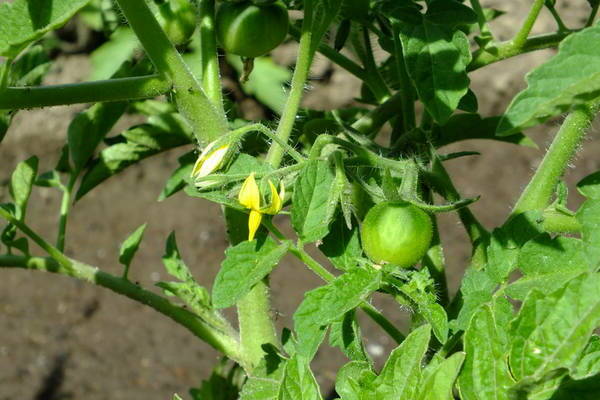 Tomaten sind schlecht gebunden