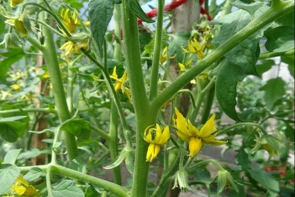 warum ist die tomate nicht gebunden