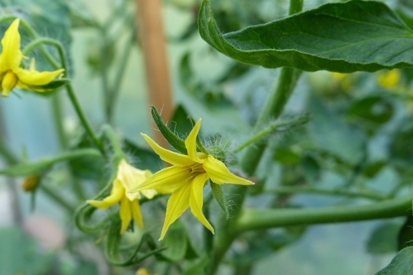 Tomaten blühen o + nicht gebunden